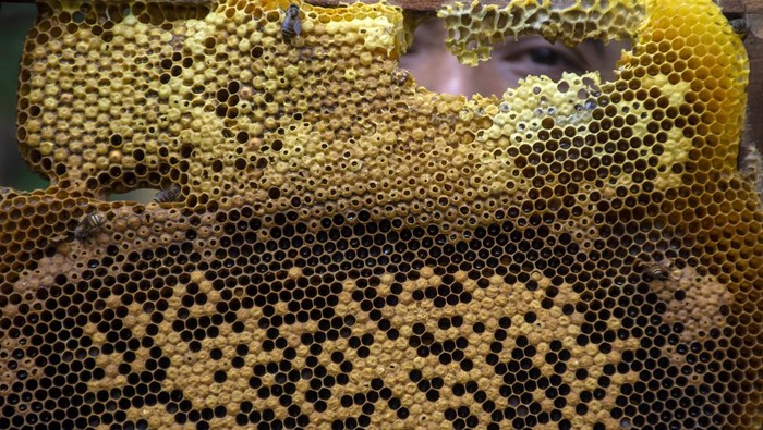 Peternak memanen madu dari lebah madu Asia (Apis cerana) di sentra budi daya lebah madu Maribaya Sari Alam Legend Bee, Lembang, Kabupaten Bandung Barat, Jawa Barat, Selasa (8/10/2024). Sentra budi daya lebah madu tersebut memproduksi berbagai varian madu murni dari lebah jenis Apis Cerana, Apis Dorsata, Apis Melifera dan Trigona yang dijual dengan harga Rp450 ribu - Rp750 ribu per kilogram dan dipasarkan ke berbagai daerah di pulau Sumatera, Sulawesi, Jawa serta mancanegara yang meliputi negar Singapura, Malaysia, Arab Saudi dan Brunei Darussalam. ANTARA FOTO/Abdan Syakura/NA/YU