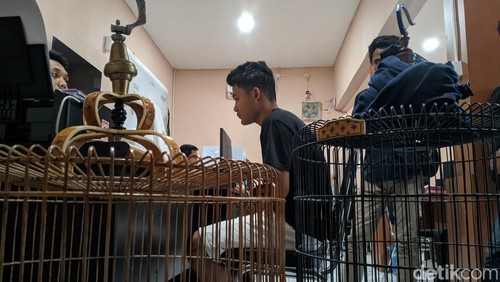 Pemuda di Mataram ditangkap seusai curi burung murai batu seharga Rp 17 juta, Selasa (8/10/2024). (Ahmad Viqi/detikBali)
