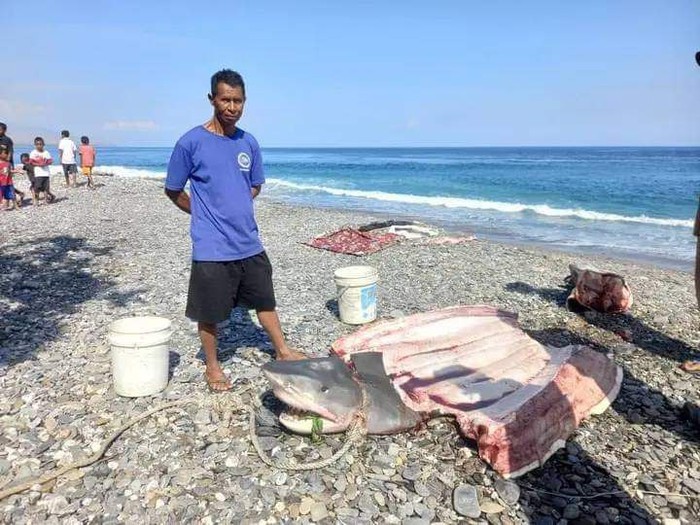 Potongan tubuh turis ditemukan di dalam perut hiu