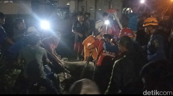 Proses evakuasi anak kerbau yang masuk sumur di Tasikmalaya.