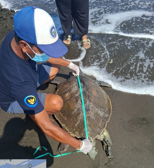 Relawan KKP Kurma Asih saat melakukan identifikasi bangkai penyu lekang yang terdampar di Pantai Perancak, Kecamatan Jembrana, Kabupaten Jembrana, Bali, Selasa (8/10/2024). (dok. KKP Kurma Asih)
