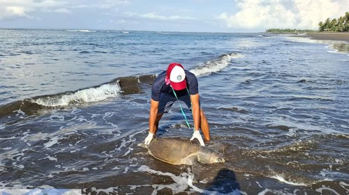 Seekor penyu lekang ditemukan mati terdampar di pesisir Pantai Perancak, Jembrana, Bali, Selasa (8/10/2024). (Foto: Dok. KKP Kurma Asih)