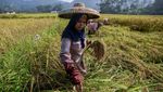 Seren Taun, Cara Kasepuhan Adat Jaga Ketahanan Pangan