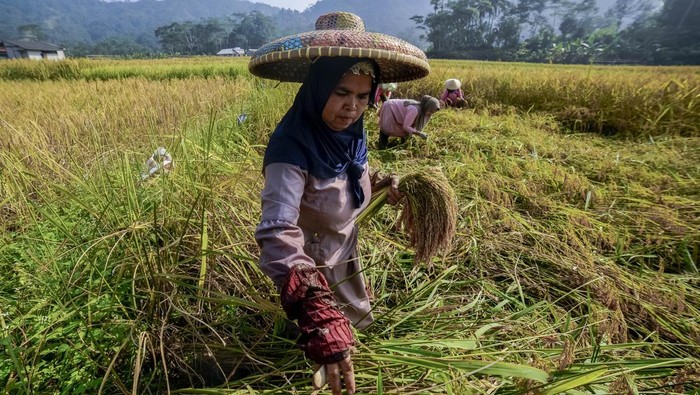 Masyarakat adat memasukkan padi ke dalam leuit atau lumbung padi saat ritual Seren Taun di Desa Cisungsang, Lebak, Banten.