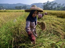 Menjaga Ketahanan Pangan Keluarga