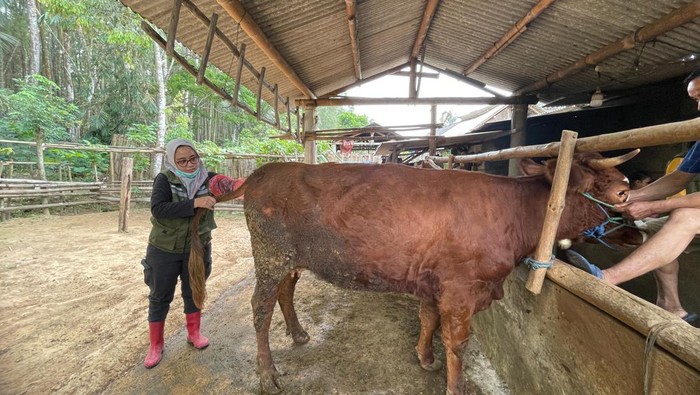 SMS PISAN, inovasi program Produktivitas Sapi Indukan Banyuwangi