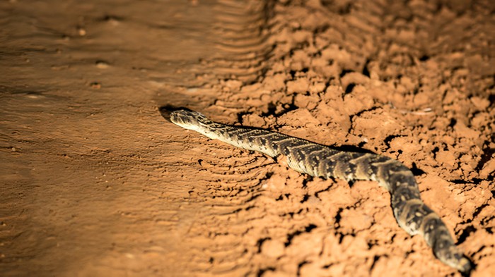 Ular bandotan gembung atau puff adder
