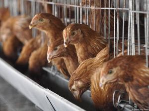 Video: Kematian Pertama Akibat Flu Burung di AS