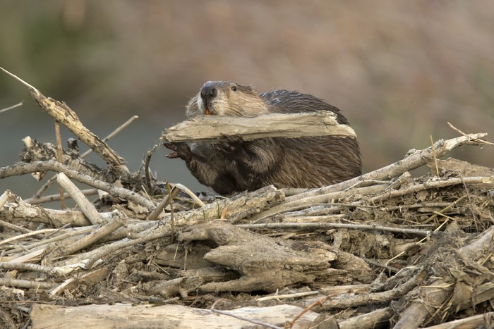 Biwara atau beaver