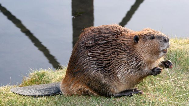 Biwara atau beaver