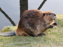 Apakah Gigitan Biwara Berbahaya? Ini Faktanya yang Jarang Diketahui