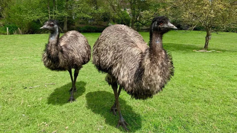 Burung emu di Malmesbury Animal Sanctuary