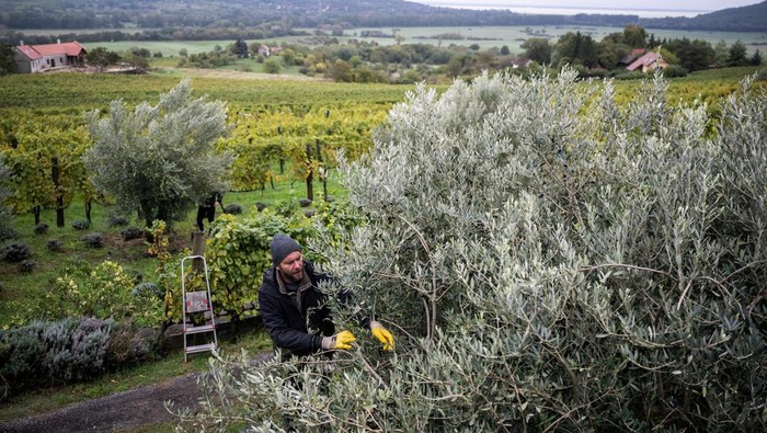 Geliat Budi Daya Zaitun di Hungaria A man pours harvested olives into crates in Hegymagas, Hungary, October 4, 2024. REUTERS/Marton Monus
