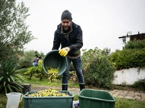 Geliat Budi Daya Zaitun di Hungaria