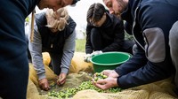 Iklim yang menghangat di Hungaria telah membuka peluang baru bagi budidaya pohon zaitun, khususnya di daerah Hegymagas dekat Danau Balaton. 