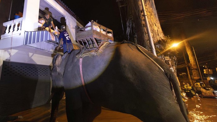 Kala Gajah-gajah Bantu Pasok Makanan untuk Korban Banjir di Chiang Mai Thailand An elephant wades through flood waters to help bring relief supplies to villager in Chiang Mai Province, Thailand, Sunday, Oct. 6, 2024. (AP Photo/Wason Wanichakorn)