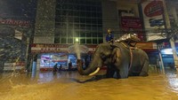 Binatang besar itu berjalan dengan tenang melewati permukaan air yang tingginya setinggi pinggang manusia. Banjir tersebut disebabkan oleh hujan monsun yang lebat yang menyebabkan Sungai Ping, yang mengalir melalui Chiang Mai, meluap.