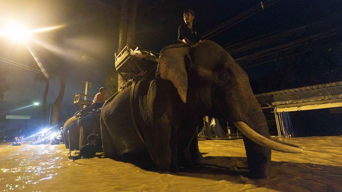 Kala Gajah-gajah Bantu Pasok Makanan untuk Korban Banjir di Chiang Mai Thailand An elephant wades through flood waters to help bring relief supplies to villager in Chiang Mai Province, Thailand, Sunday, Oct. 6, 2024. (AP Photo/Wason Wanichakorn)