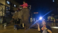 Dua gajah membantu mendukung tim relawan untuk menjangkau masyarakat di distrik Saraphi, sekitar 20 kilometer di luar kota Chiang Mai.