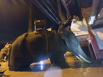 Kala Gajah-gajah Bantu Pasok Makanan untuk Korban Banjir di Chiang Mai