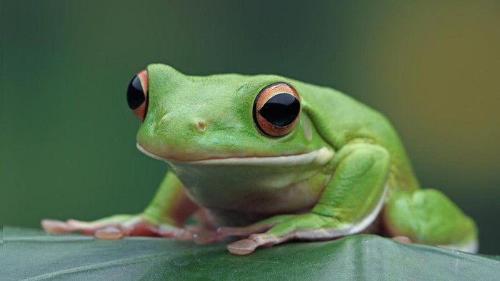 Katak hijau