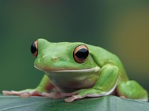 Para Ahli Ungkap Misteri Ratusan Katak Meledak Massal