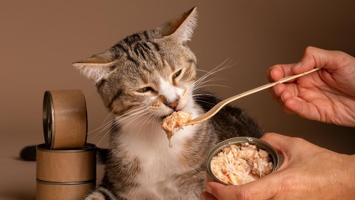 Kucing sedang makan