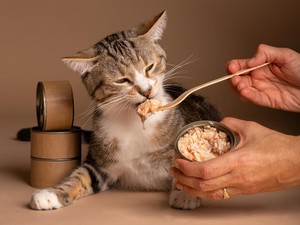 Kenapa Kucing Tidak Mau Makan? Ini Penyebab dan Cara Menanganinya