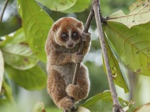 12 Fakta Menarik Kukang yang Punya Ekosistem Pribadi dan Berbisa