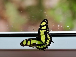 Kenapa Kupu-Kupu Hidup Hanya Beberapa Hari? Ini Penjelasannya