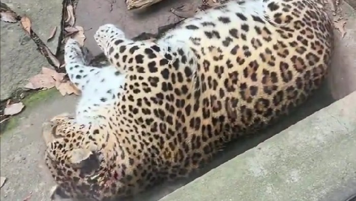 Macan tutul di Kebun Binatang Panzhihua Park di China.