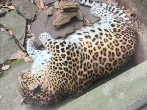 Kebun Binatang di China Dituduh Gemukkan Hewan Agar Viral
