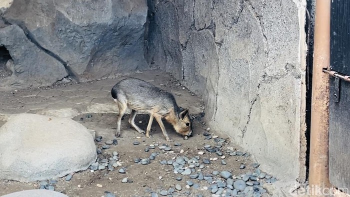 Mara patagonia di Faunaland, Ancol