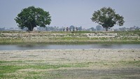 Akibatnya sawah-sawah di daerah tersebut terancam gagal panen.