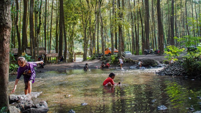Foto udara sejumlah wisatawan mengunjungi Kali Pinusan Poncosumo di Lumajang, Jawa Timur, Rabu (9/10/2024). Perum Perhutani Kesatuan Pemangkuan Hutan (KPH) Probolinggo bekerjasama dengan BUMDes setempat mengembangkan wana wisata untuk meningkatkan produktivitas lahan kawasan hutan produksi. ANTARA FOTO/Irfan Sumanjaya/foc.