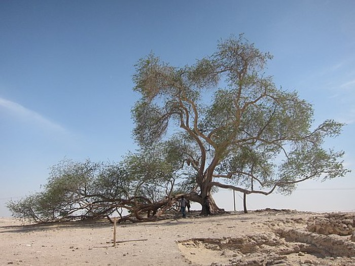 Pohon kehidupan Bahrain