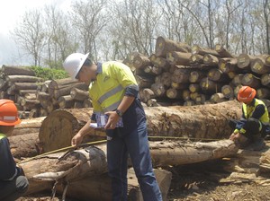 Suka Duka Rimbawan Jaga Hutan Tambang, Sinyal Hilang-Cuaca Tak Menentu