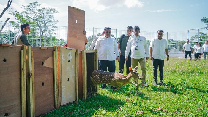 Rusa Totol yang dari Istana Kepresidenan Bogor yang dilepaskan di Taman Cadika Medan. (Dok. Pemkot Medan)