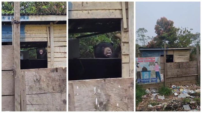 Seekor beruang di Lampung Barat mencari makan di tempat pembuangan sampah di Pekon Kubu Perahu, Balik Bukit, Lampung Barat.