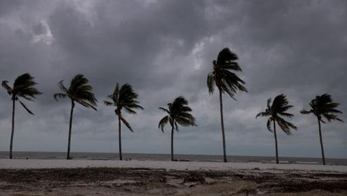 FORT MYERS BEACH, FLORIDA - OCTOBER 09: Palm trees line the beach before Hurricane Miltons arrival on October 09, 2024, in Fort Myers Beach, Florida. People are preparing for the storm, which could be a Cat 3 when it makes landfall on Wednesday evening.   Joe Raedle/Getty Images/AFP (Photo by JOE RAEDLE / GETTY IMAGES NORTH AMERICA / Getty Images via AFP)