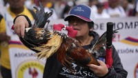 Biasanya ayam akan diadu hingga salah satu kabur atau kalah, bahkan hingga mati. Permainan ini biasanya di sertai dengan berbagai macam jenis taruhan baik secara material ataupun imaterial.  