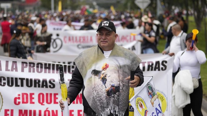 Warga Kolombia Protes RUU Larangan Sabung Ayam Rooster handlers gather at Bolivar Plaza to protest against a proposed bill that would ban cockfighting in Bogota, Colombia, Tuesday, Oct. 8, 2024. (AP Photo/Fernando Vergara)