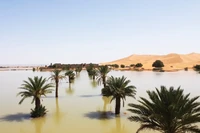 Air membanjiri Gurun Sahara dan mengisi danau yang sudah setengah abad kering.