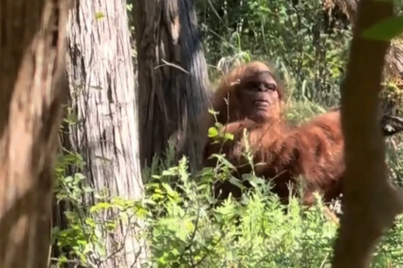 Seorang content creator mengaku mengambil gambar dari makhluk berbulu 'bigfoot'. Videonya viral di TikTok dan mendapatkan lebih dari 19,4 juta views.