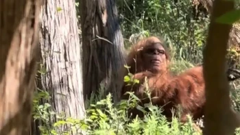 Big Foot: makhluk yang tampaknya setengah manusia setengah kera ini konon berkeliaran di hutan-hutan Amerika Serikat. Banyak yang mengaku melihat Bigfoot, sementara yang lain menemukan jejak kakinya yang besar. Sebagian besar dari semua ini terbukti hoax, tetapi beberapa detail dari cerita ini tidak dapat dijelaskan. Foto: TikTok/