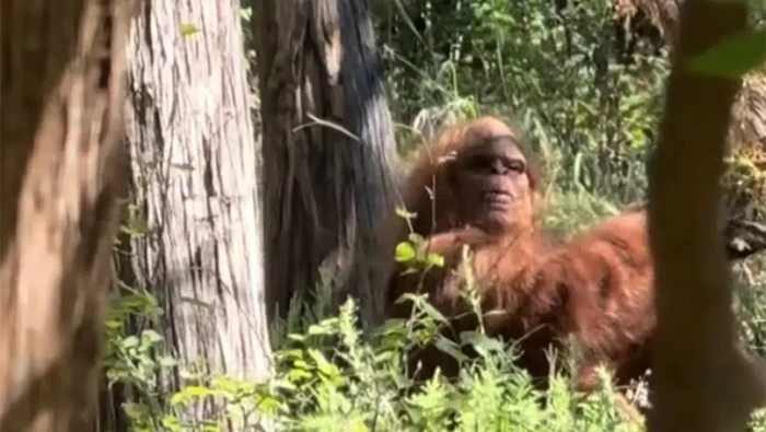 Seorang content creator mengaku mengambil gambar dari makhluk berbulu bigfoot. Videonya viral di TikTok dan mendapatkan lebih dari 19,4 juta views.