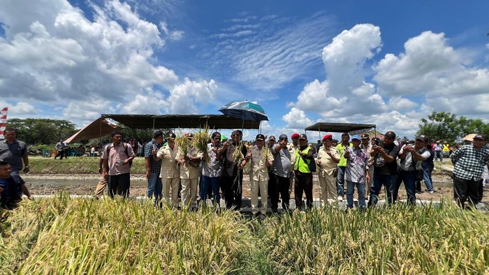 Calon Bupati Langkat, Syah Afandin di saat menghadiri panen raya di Dusun VI Desa Kwala Mencirim, Kecamatan Sei Bingei. (dok. Istimewa)