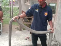 Ular 2,5 Meter yang Teror Permukiman di Kalasan Sleman Diduga King Cobra