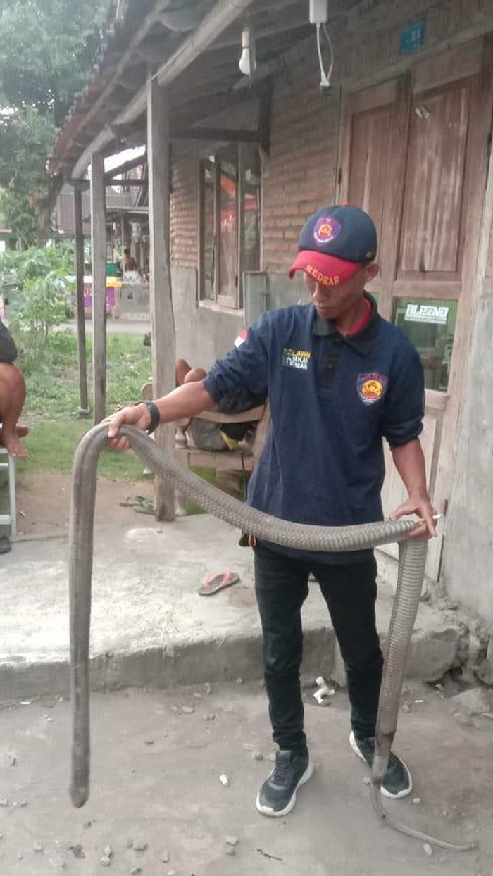Petugas Damkar Sleman mendatangi lokasi temuan ular kobra 2,5 meter di Kalasan, Sleman. Ular ini sudah mati dibantai warga saat akan dievakuasi.