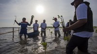 PT. Kilang Pertamina Internasional Project Balongan telah menanam 110 ribu bibit mangrove di area seluas 10 hektare sejak tahun 2023 sebagai wujud menjaga kelestarian mangrove di kawasan pesisir Indramayu.